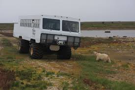Image result for tundra buggy
