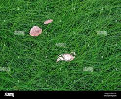 Attēlu rezultāti vaicājumam “Festuca rubra subsp. rubra”