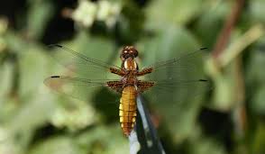 Attēlu rezultāti vaicājumam “Libellula depressa female”