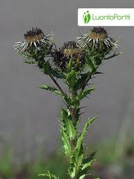 Attēlu rezultāti vaicājumam “Carlina biebersteinii leaf”