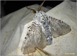 Attēlu rezultāti vaicājumam “Cerura vinula”