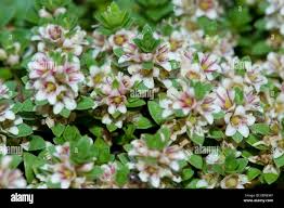 Attēlu rezultāti vaicājumam “Glaux maritima leaf”