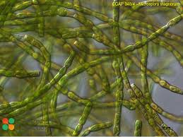 Attēlu rezultāti vaicājumam “Comatricha elegans var. microspora macro”