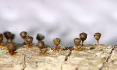 Attēlu rezultāti vaicājumam “Craterium aureonucleatum”