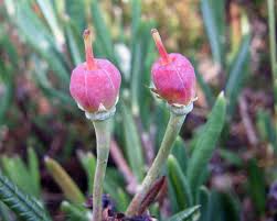 Attēlu rezultāti vaicājumam “Andromeda polifolia fruit”