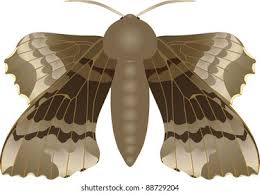 Attēlu rezultāti vaicājumam “Laothoe populi”