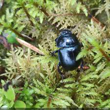 Attēlu rezultāti vaicājumam “Ophiotheca chrysosperma sessile”