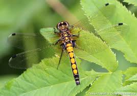 Attēlu rezultāti vaicājumam “Leucorrhinia pectoralis”