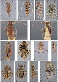 Attēlu rezultāti vaicājumam “Acanthocinus aedilis”