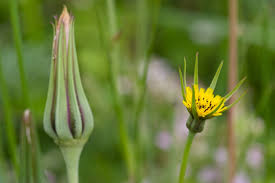 Attēlu rezultāti vaicājumam “Tragopogon pratensis subsp. pratensis leaf”