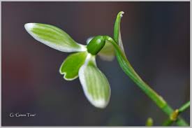 Attēlu rezultāti vaicājumam “Galanthus nivalis bud”