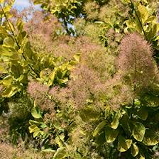 Attēlu rezultāti vaicājumam “Cotinus coggygria”