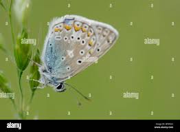 Attēlu rezultāti vaicājumam “Agrodiaetus damon underside”