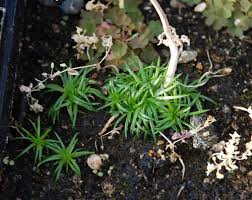Attēlu rezultāti vaicājumam “Sagina procumbens fruit”