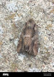 Attēlu rezultāti vaicājumam “Lacanobia suasa”