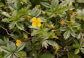 Image result for Potentilla tormentilla