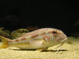 Image result for Mullus surmuletus