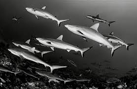 Image result for Carcharhinus amblyrhynchos