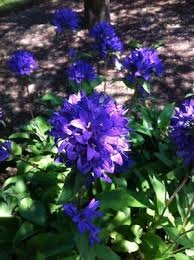 Attēlu rezultāti vaicājumam “Campanula glomerata flower”