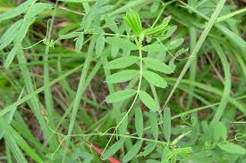 Attēlu rezultāti vaicājumam “Vicia angustifolia leaf”