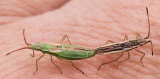 Attēlu rezultāti vaicājumam “Myrmus miriformis”