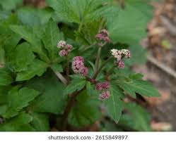 Attēlu rezultāti vaicājumam “Sanicula europaea flower”