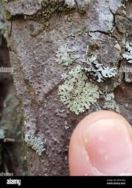 Attēlu rezultāti vaicājumam “Parmeliopsis ambigua”