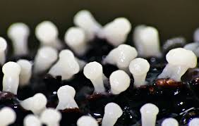 Attēlu rezultāti vaicājumam “Diderma roanense stalked”