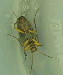 Attēlu rezultāti vaicājumam “Alleculidae”