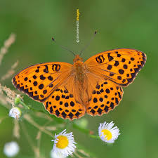 Attēlu rezultāti vaicājumam “Argynnis laodice male”