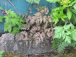 Attēlu rezultāti vaicājumam “Anthriscus sylvestris leaf”