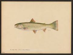 Image result for Salvelinus malma