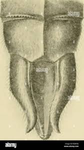 Attēlu rezultāti vaicājumam “Cordulidae”