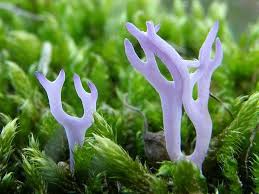 Attēlu rezultāti vaicājumam “Ramariopsis pulchella”