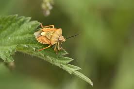 Attēlu rezultāti vaicājumam “Carpocoris purpureipennis”