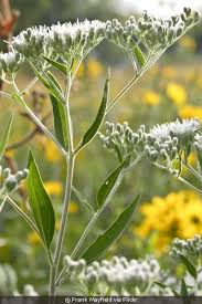 Attēlu rezultāti vaicājumam “Enteridium corticatum”