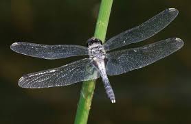 Attēlu rezultāti vaicājumam “Leucorrhinia albifrons female”