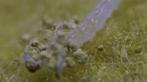 Attēlu rezultāti vaicājumam “Ceratiomyxa porioides plasmodium”