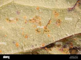 Attēlu rezultāti vaicājumam “Didymium tussilaginis sessile”