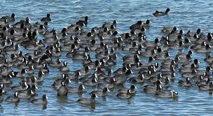 Attēlu rezultāti vaicājumam “Fulica atra”