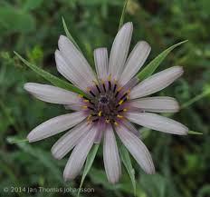 Attēlu rezultāti vaicājumam “Tragopogon heterospermus”