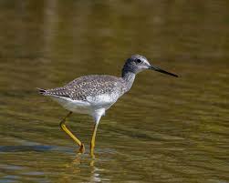 Image result for Tringa melanoleuca