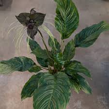 Image result for Tacca chantrieri