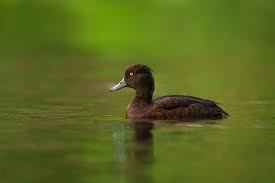 Image result for Aythya fuligula