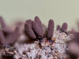 Attēlu rezultāti vaicājumam “Stemonitopsis aequalis (var. aequalis) macro”