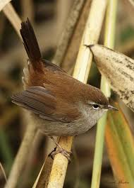 Image result for Cettia cetti