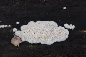 Attēlu rezultāti vaicājumam “Ceriporiopsis aneirina”