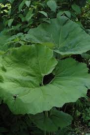 Attēlu rezultāti vaicājumam “Petasites hybridus leaf”