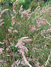 Attēlu rezultāti vaicājumam “Holcus lanatus  flower”