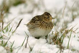 Attēlu rezultāti vaicājumam “Alauda arvensis”